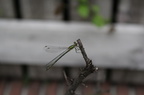 photography